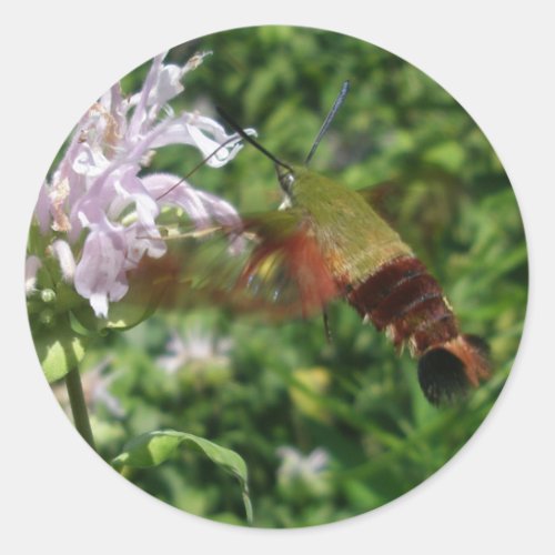 Hummingbird Clear Wing Moth Coordinating Items Classic Round Sticker
