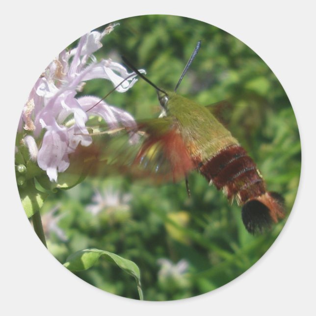 Hummingbird Clear Wing Moth Coordinating Items Classic Round Sticker (Front)