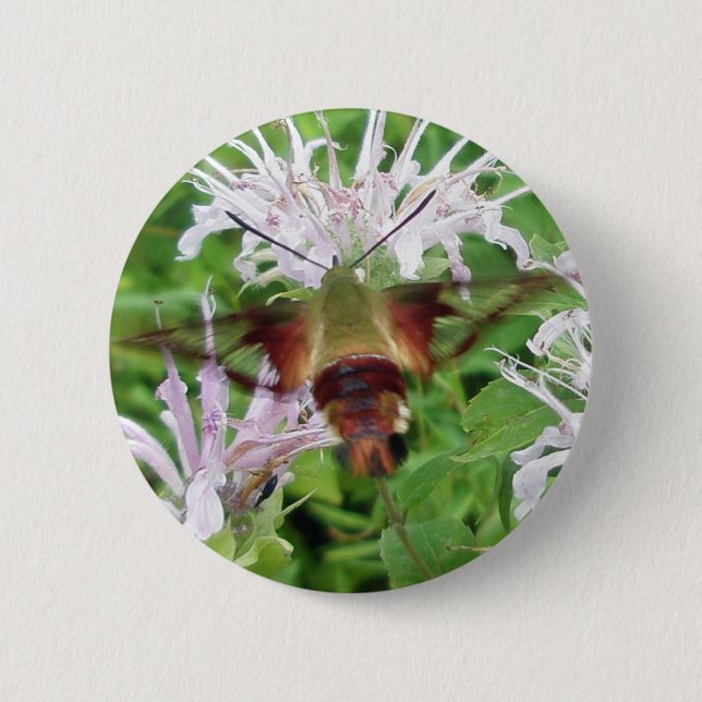 Hummingbird Clear Wing Moth Coordinating Items Pinback Button (Front)