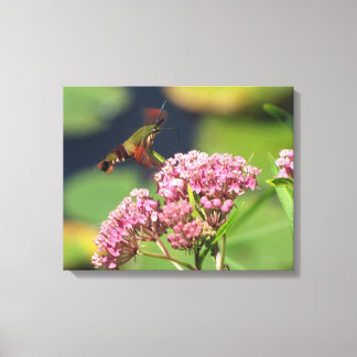 Hummingbird Clearwing Moth Canvas Print