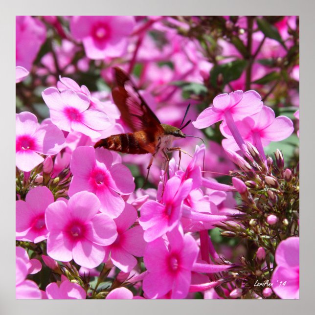 Hummingbird Clearwing & Phlox 3 Poster (Front)