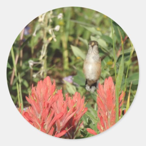 hummingbird coral red flowers classic round sticker