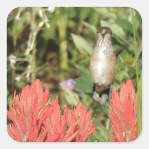 hummingbird coral red flowers square sticker