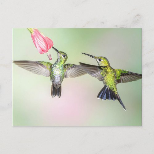 Hummingbird Couple Flying Side by Side Postcard