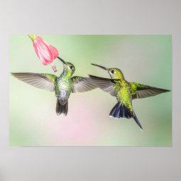 Hummingbird Couple Flying Together Poster | Zazzle