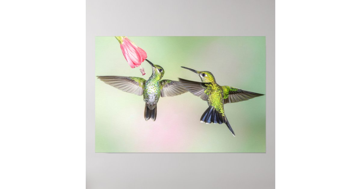 Hummingbird Couple Flying Together Poster | Zazzle.com