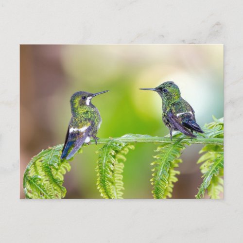 Hummingbird Couple on a Leaf Postcard