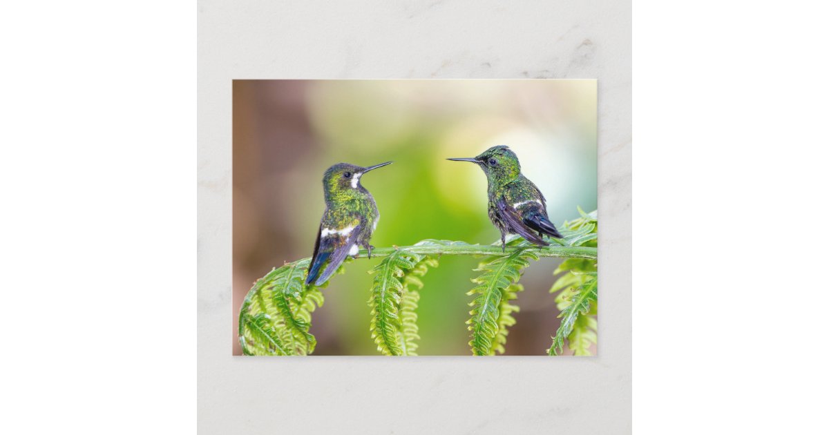 Hummingbird Couple on a Leaf Postcard | Zazzle