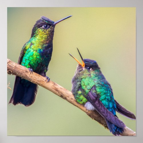 Hummingbird Couple Perched Together Poster