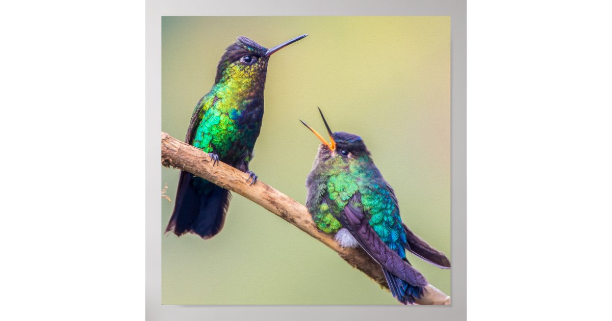 Hummingbird Couple Perched Together Poster | Zazzle