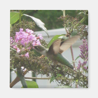 Hummingbird Dance Magnet