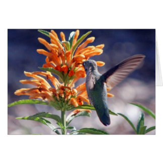 hummingbird delight cards