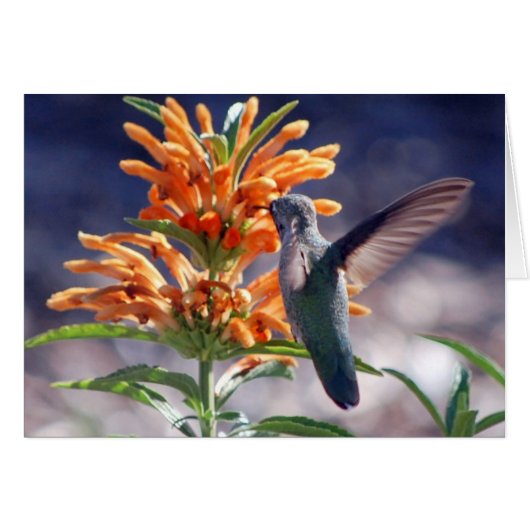 hummingbird delight cards (Front Horizontal)
