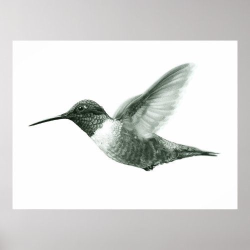 Hummingbird Drawing Poster