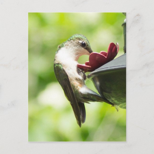 Hummingbird Eating Postcard (Front)