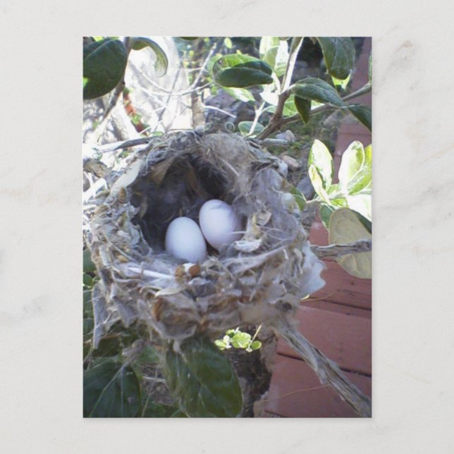 Hummingbird Eggs Postcard (Front)