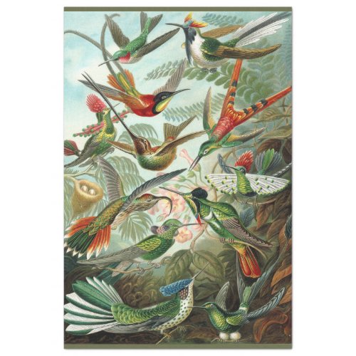 Hummingbird Ernst Haeckel  Decoupage Tissue Paper
