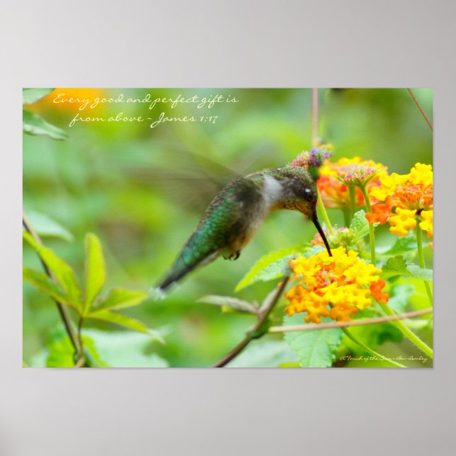 Hummingbird  ~ Every good and perfect gift... Poster (Front)