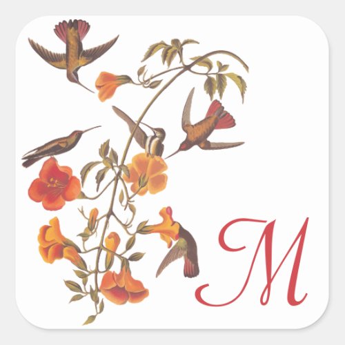 Hummingbird Family with Flowering Trumpet Vine Square Sticker