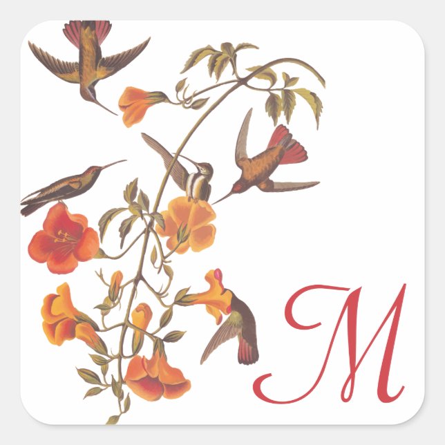 Hummingbird Family with Flowering Trumpet Vine Square Sticker (Front)