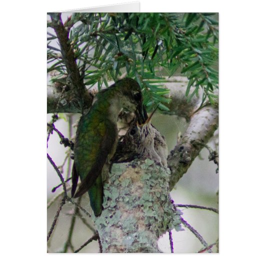 Hummingbird feeding babies (Front)