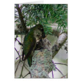 Hummingbird feeding babies cards (Front)