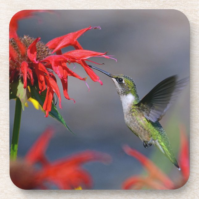 Hummingbird Feeding Coaster Set (Front)