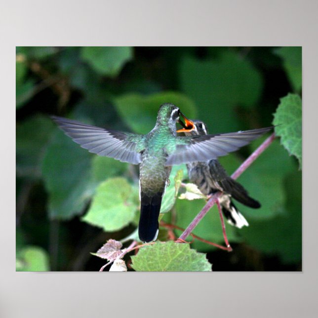 Hummingbird Feeding Nestling Poster (Front)