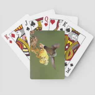 Hummingbird Feeding on Honeycomb Buddleia Poker Cards
