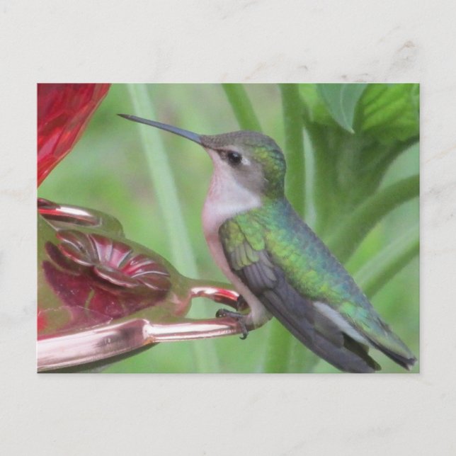 Hummingbird feeding postcard (Front)