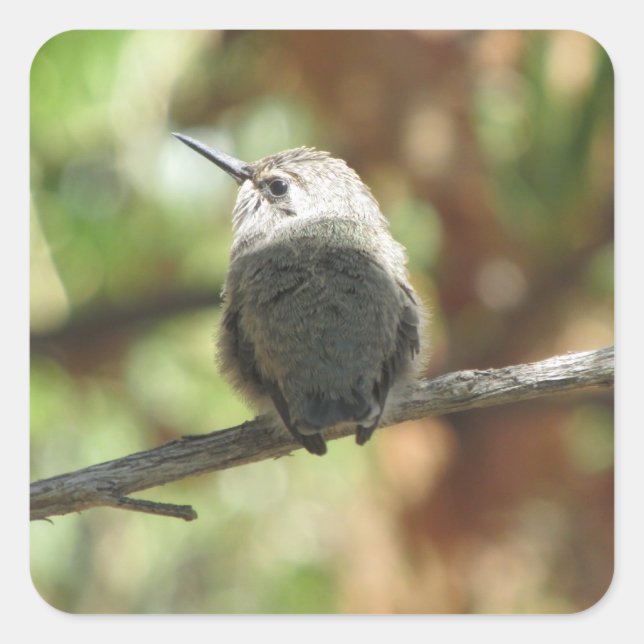 Hummingbird Fledgling Square Sticker (Front)