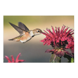 Hummingbird Flower Feeding Faux Canvas Print