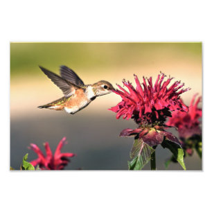 Hummingbird Flower Feeding Photo Print