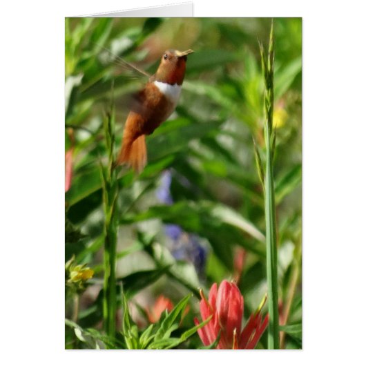 Hummingbird Flowers Cards (Front)