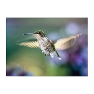 Hummingbird Flying Acrylic Print