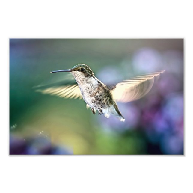 Hummingbird Flying Photo Print (Front)