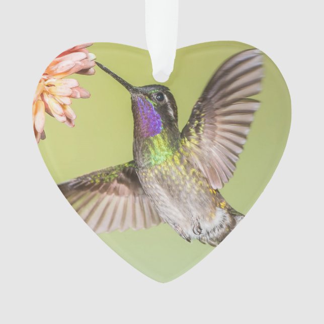 Hummingbird Flying to a Flower Monogram Name Ornament (Front)