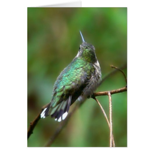 Hummingbird From Summer Cards (Front)