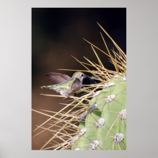 Hummingbird Gathering Nest Material Poster
