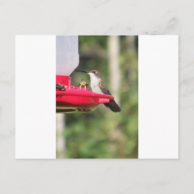 Hummingbird gift ideas  postcard (Front)