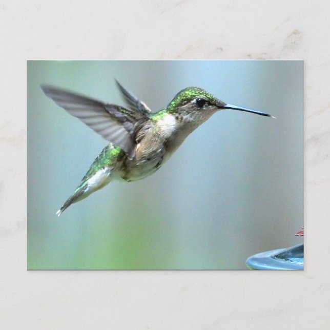 Hummingbird Green Flight Photo Wildlife Postcard (Front)