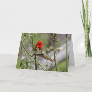 Hummingbird Greeting Card