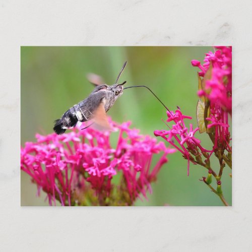 Hummingbird Hawk_moth butterfly in flight Holiday Postcard