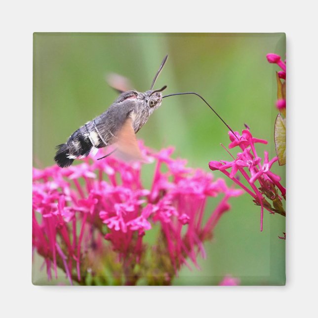 Hummingbird Hawk-moth butterfly in flight  Magnet (Front)
