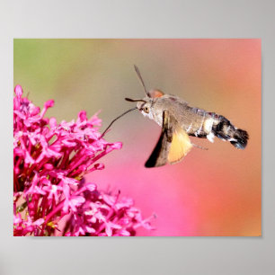 Hummingbird Hawk-moth butterfly in flight Postcard Poster
