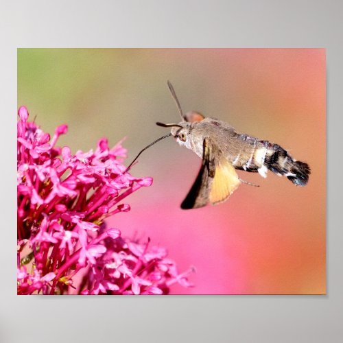 Hummingbird Hawk_moth butterfly in flight Postcard Poster