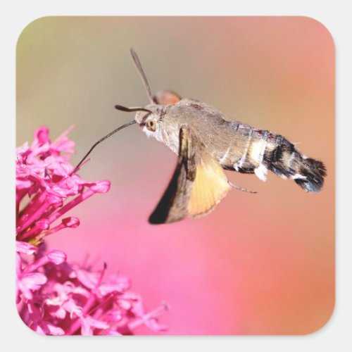 Hummingbird Hawk_moth butterfly in flight  Square Sticker