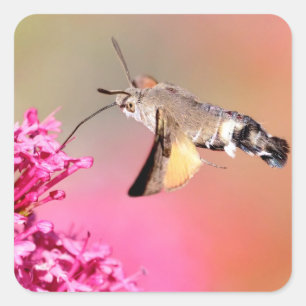 Hummingbird Hawk-moth butterfly in flight Square Sticker