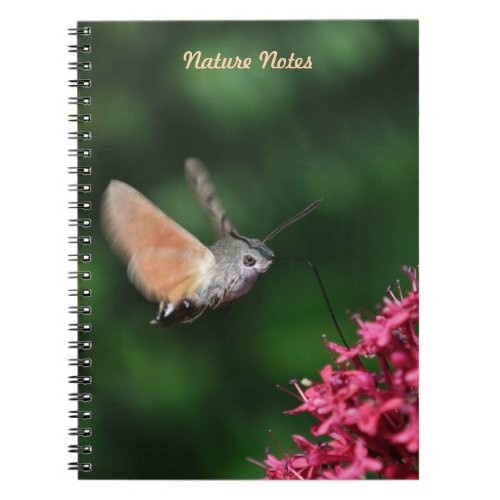 Hummingbird hawk_moth hovering notebook