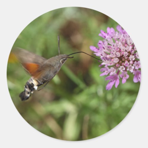 Hummingbird hawk_moth Macroglossum stellatarum Classic Round Sticker